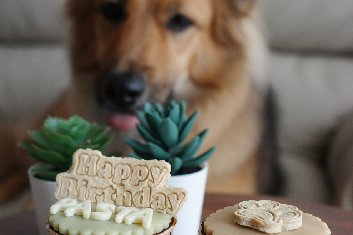 Dog looking at PawPa Pastry Happy Birthday cupcakes